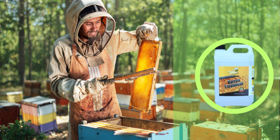 Anti-Varroa treatment: Protect your bees and boost your honey production